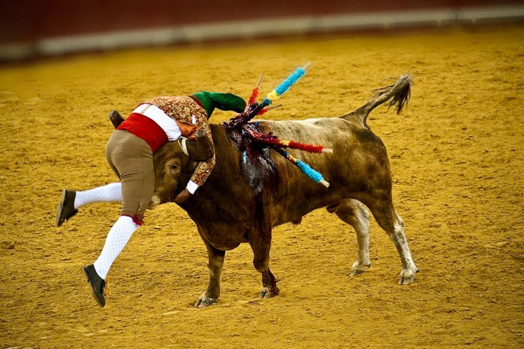 Forcado_numa_Pega_de_Caras_no_Campo_Pequeno